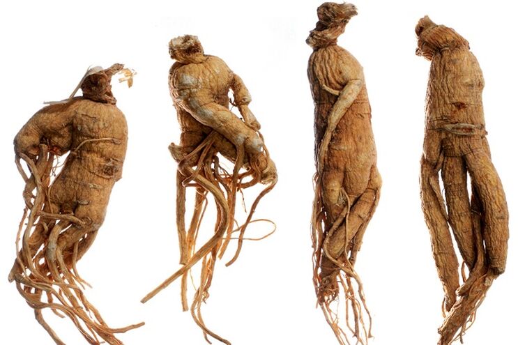 racine de ginseng pour agrandir le pénis